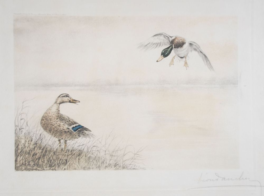 Radierung Danchin - 05 Canards se posant - Two Ducks landing (Original)