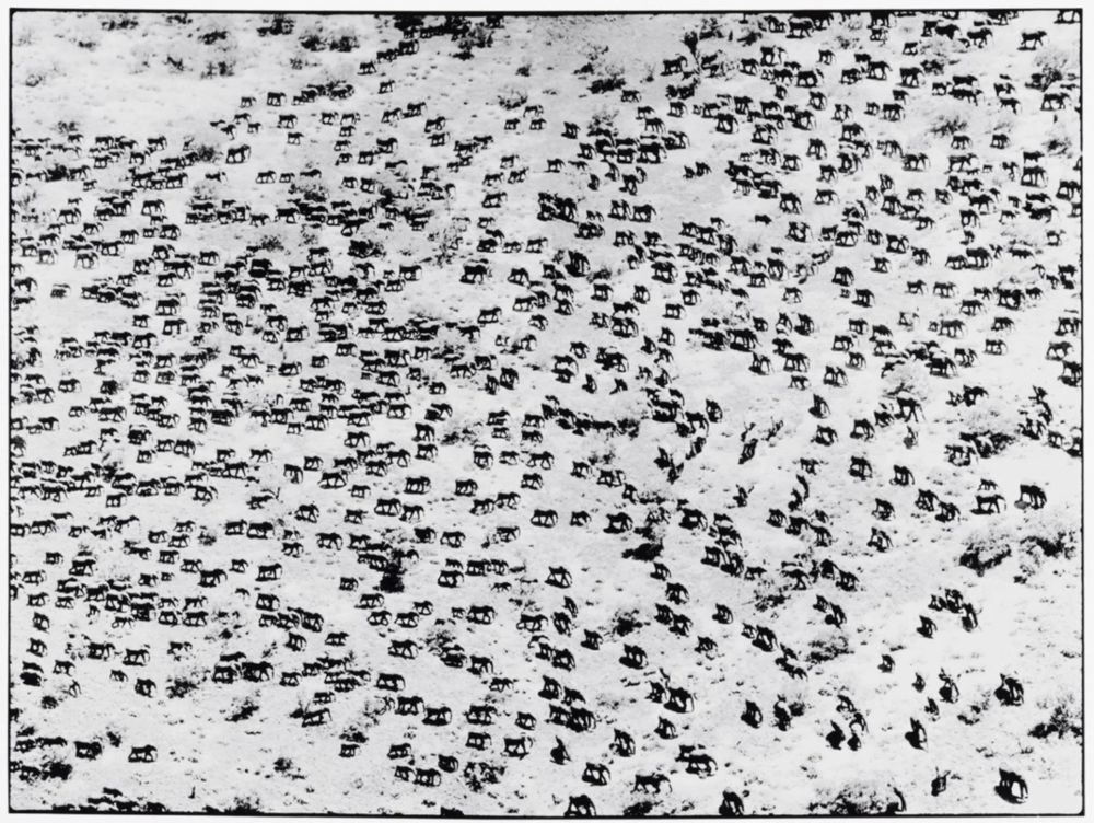 Fotografie Beard - 965 Elephants, 