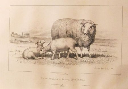 Illustriertes Buch Bonheur - Considérations sur les bêtes à laine au milieu de XIXe siècle, et notice sur la race de la charmoise
