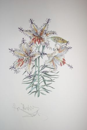 Lithographie Dali - Erotic Lily (surrealistic flowers)