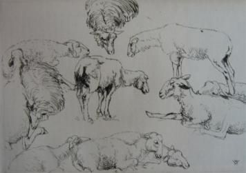 Stich Vergé-Sarrat - Etudes de moutons / Studies of Sheep