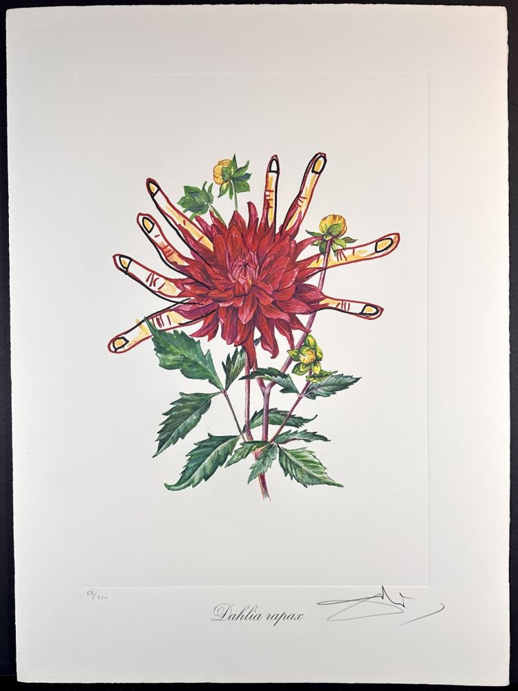Stich Dali - Florals Dahlias of Dali