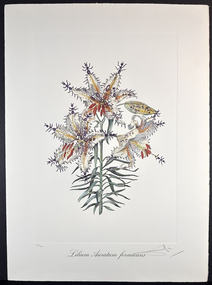 Stich Dali - Florals Erotic Lily