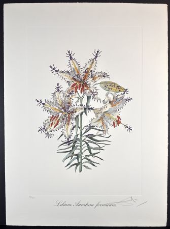 Stich Dali - Florals Erotic Lily