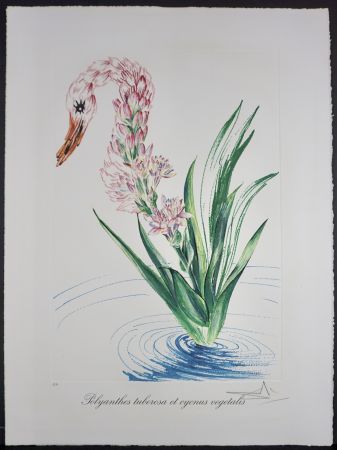Lithographie Dali - Florals Water-Hybiscus Swan