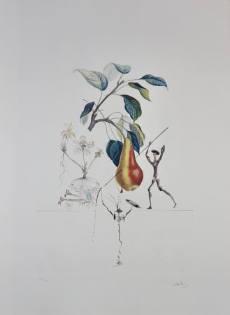 Stich Dali - FlorDali/Les Fruits Pear