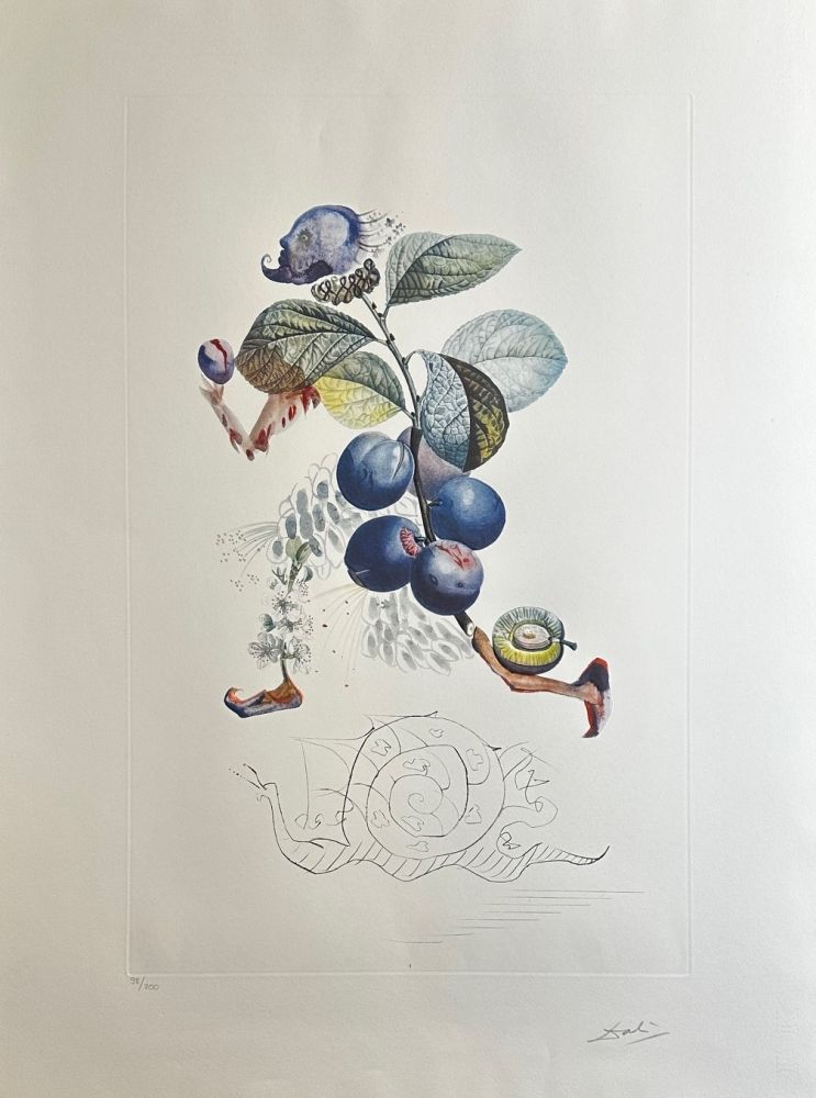 Stich Dali - FlorDali/Les Fruits Plum