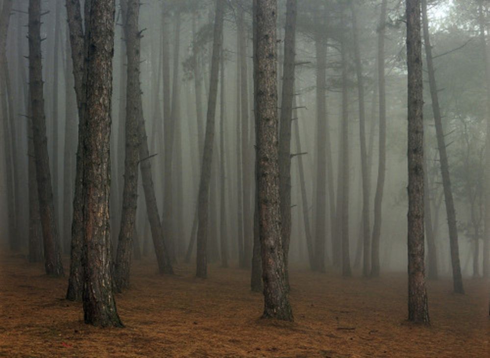 Fotografie Sitchinava - Fog in September