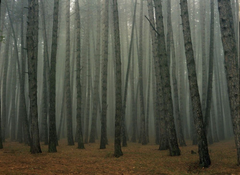 Fotografie Sitchinava - Fog in September 2