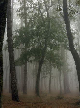 Fotografie Sitchinava - Fog in September 3