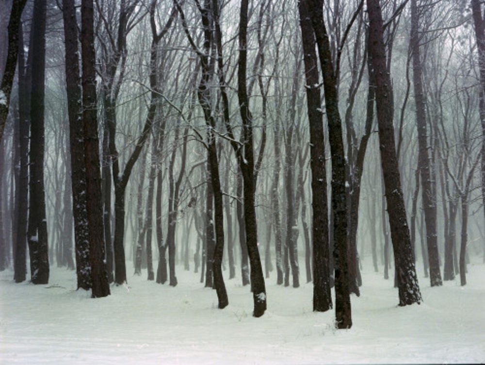 Fotografie Sitchinava - Forest. Winter
