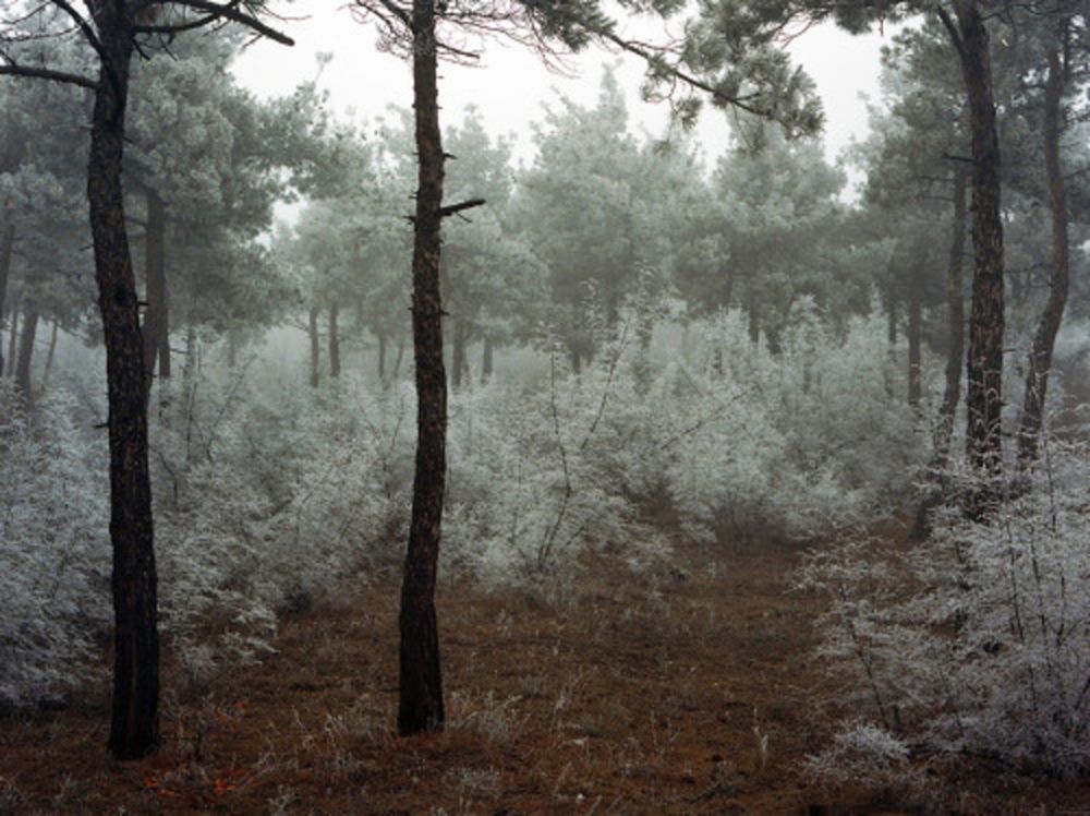 Fotografie Sitchinava - Forest. Winter 2