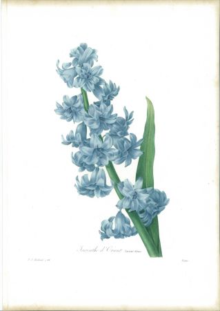 Radierung Redouté - Jacinthe d'orient (variété bleue)