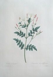 Radierung Redouté - Jasmin d'Espagne / Jasminum Grandiflorum