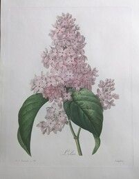 Radierung Redouté - Lilas