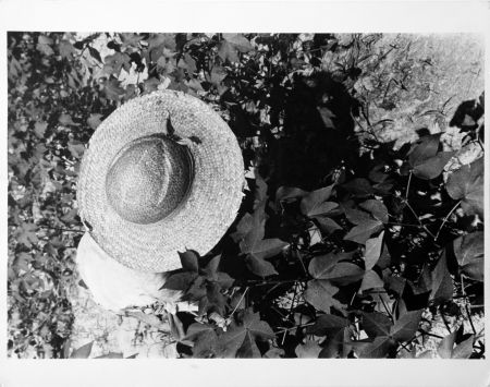 Fotografie Evans - Mississippi