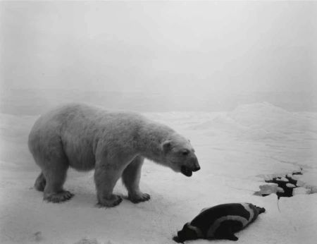 Lithographie Sugimoto - Polar Bear