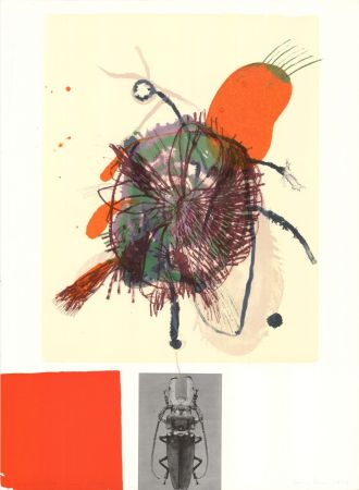 Lithographie Brown - Souvenirs entomologiques 4