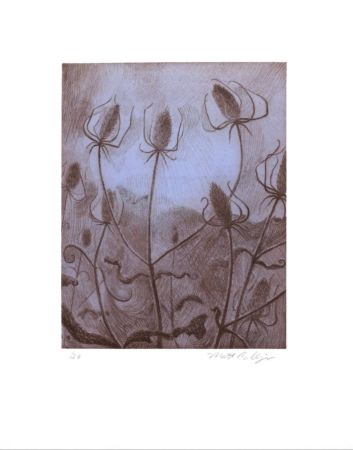 Stich Bollinger - Spider's Teasel
