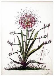 Kaltnadelradierung Dali - Surrealistic Flowers, 543, Allium chrisophi pilique pubescentes
