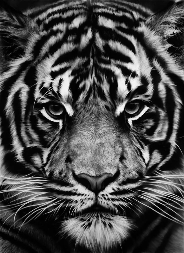 Siebdruck Longo - Untitled (Tiger)