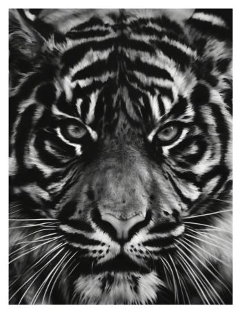 Siebdruck Longo - Untitled (Tiger head 2)