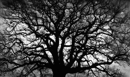 Multiple Longo - Untitled (Tree)