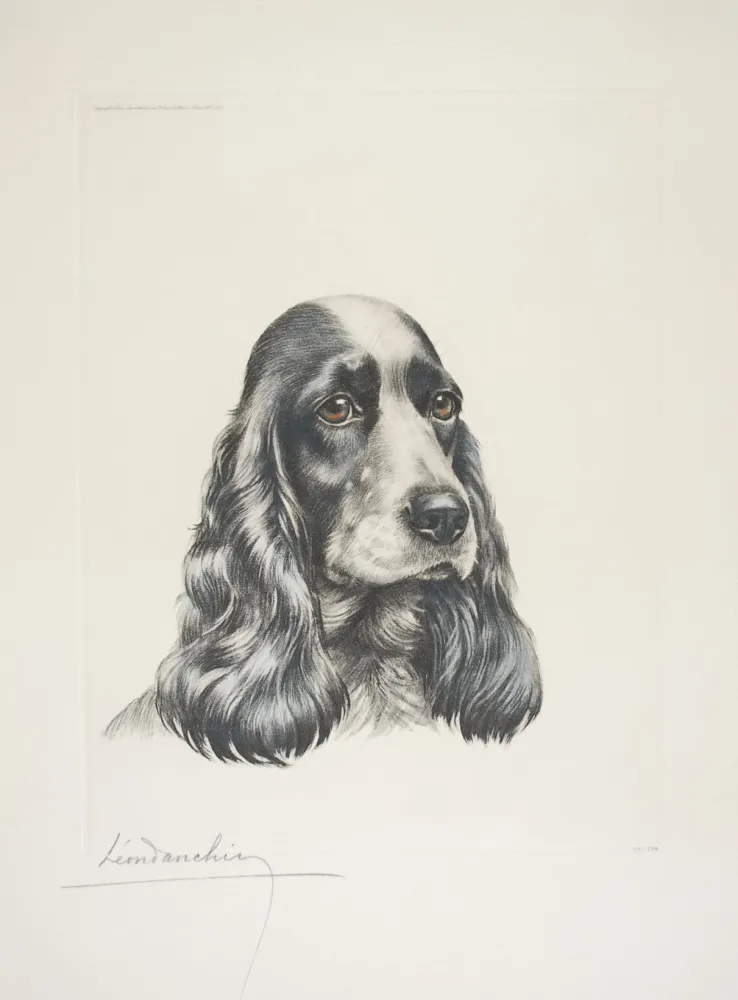 Radierung Danchin - 23 Tête de Cocker femelle - Black and white Cocker Spaniel head (Original)
