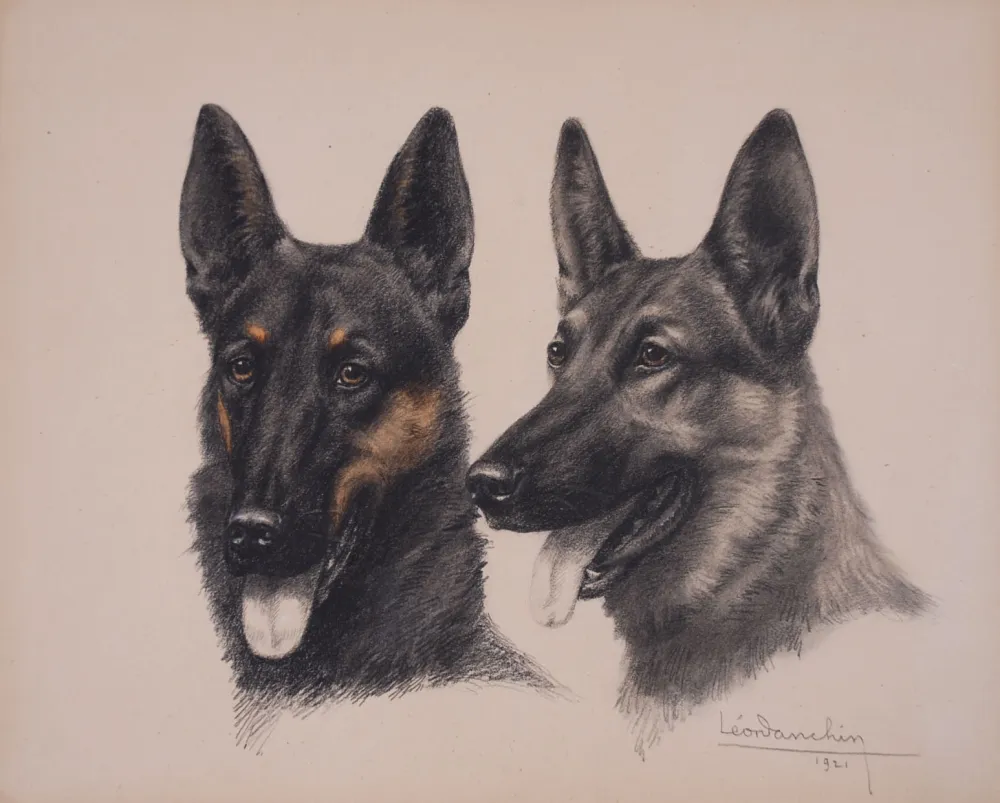 Keine Technische Danchin - Deux têtes de Berger Belge Malinois - Two Belgian Shepherd Malinois heads