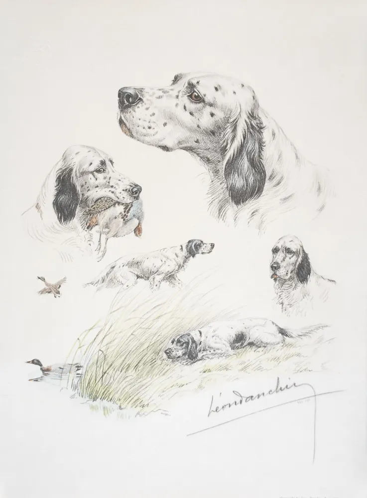 Lithographie Danchin - English Setter study - Etudes de Setter Anglais
