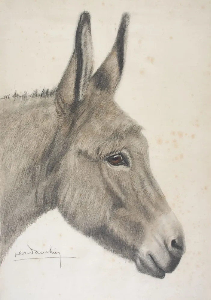 Keine Technische Danchin - Tête de baudet