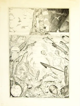 Stich Laboureur - Andomède