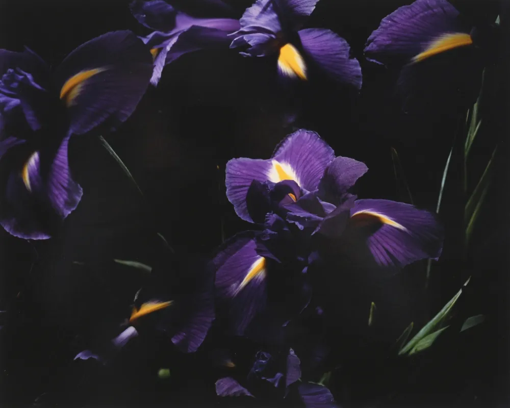 Fotografie Lafontaine - L’Iris bleu