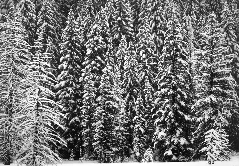 Multiple Longo - White Snow Trees of the Black Forest