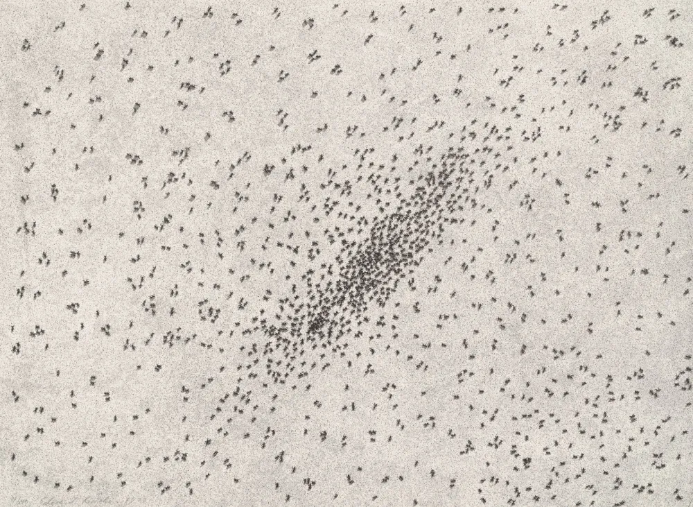 Lithographie Ruscha - Insect Slants (Ants)
