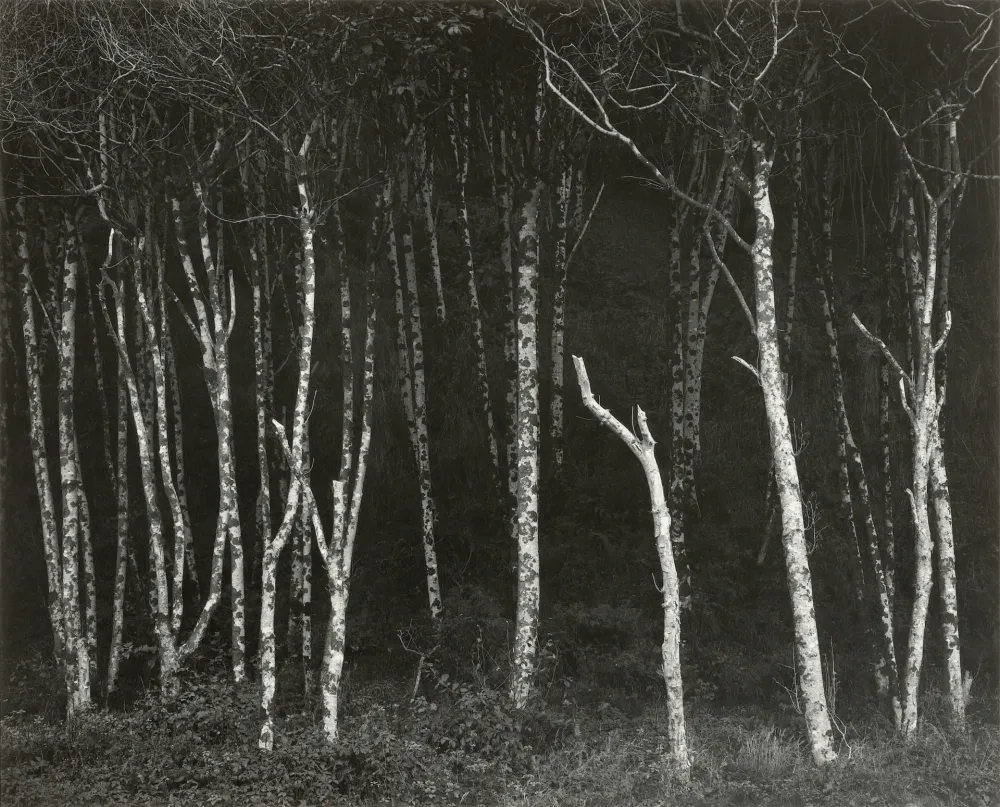 Fotografie Adams - Alders, Prairie Creek Beach, Northern California, um 1949.