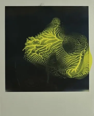 Multiple Araki - Untitled 6