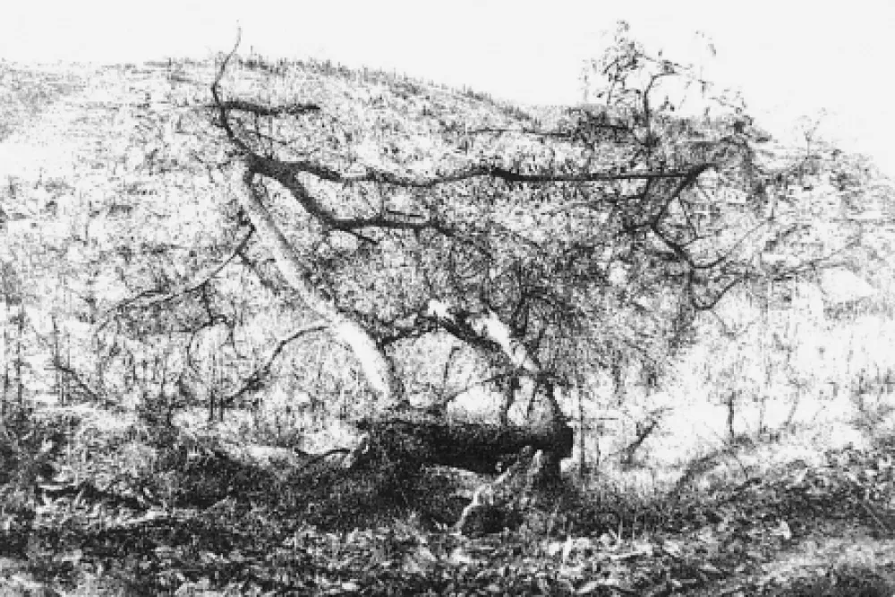 Radierung Barbisan - Il castagno morto