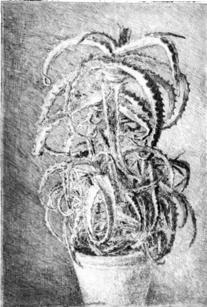 Radierung Barbisan - Pianta grassa