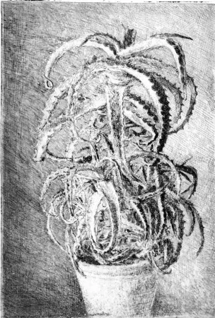 Radierung Barbisan - Pianta grassa