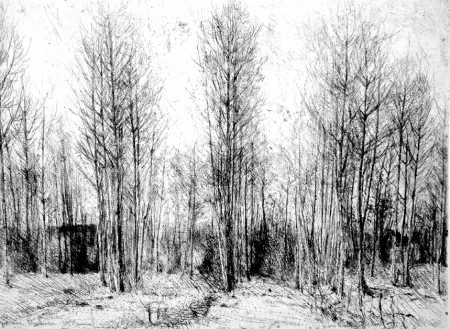 Radierung Barbisan - Pioppi