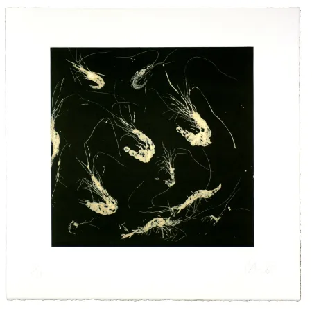 Aquatinta Barcelo - Crevette dans tous les états