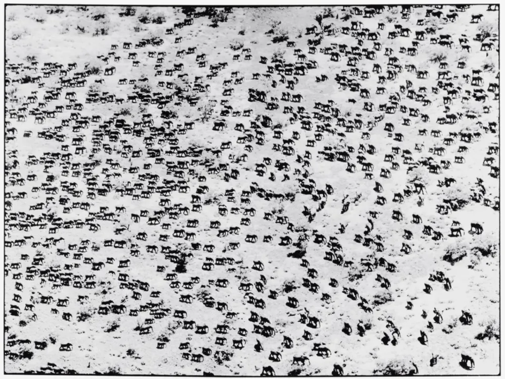 Fotografie Beard - 965 Elephants, 