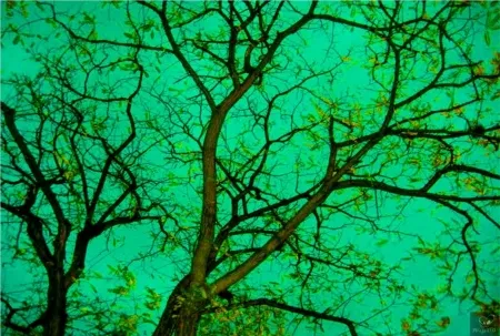 Fotografie Bohorquez - Verde