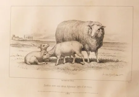 Illustriertes Buch Bonheur - Considérations sur les bêtes à laine au milieu de XIXe siècle, et notice sur la race de la charmoise