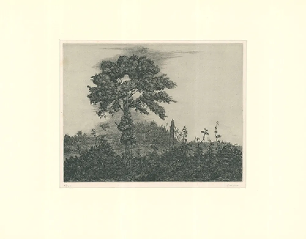 Stich Coester - Einzelner Baum