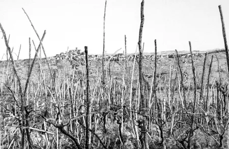 Radierung Cotugno  - Rovescala