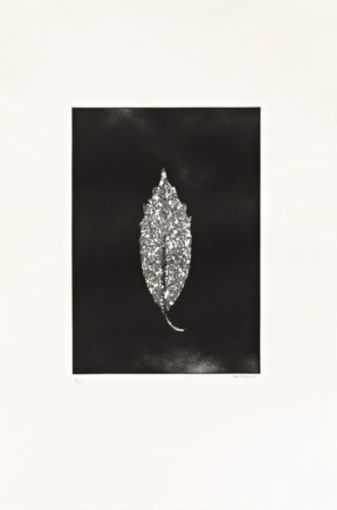 Radierung Couturier - Aucuba