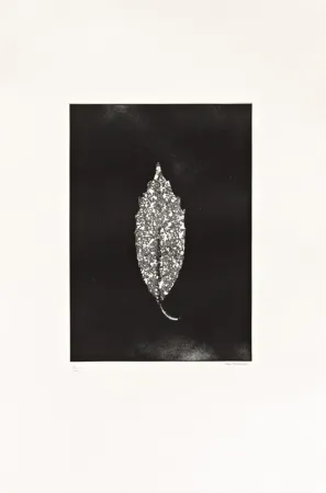 Radierung Couturier - Aucuba