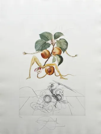 Lithographie Dali - Abricot chevalier (Apricot Knight)